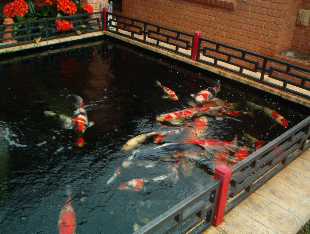 fish pond accessories sydney Floating Netting – Interlocking Pond Guard The ultimate guide to building